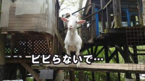 ヤギのお願い