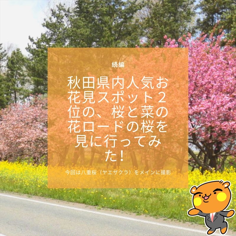 【続編】秋田県内人気お花見スポット2位の、桜と菜の花ロードの桜を見に行ってみた!