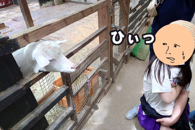 ヤギにびびる
