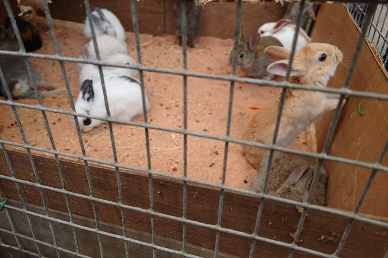 ミニウサギに餌やり